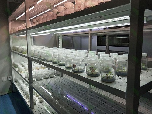 盈江植物组织培养实验室设计建设方案